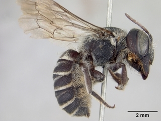 Megachile subexilis, female, side