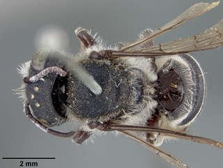 Megachile subexilis, female, top