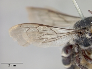 Megachile subexilis, female, wing