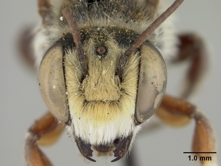 Megachile victoriana, face