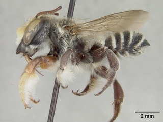 Megachile victoriana, side