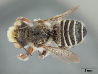 Megachile victoriana, top