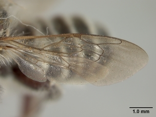 Megachile victoriana, wing