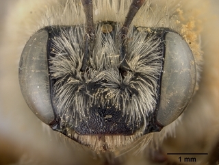 Melissodes menuachus, female, face