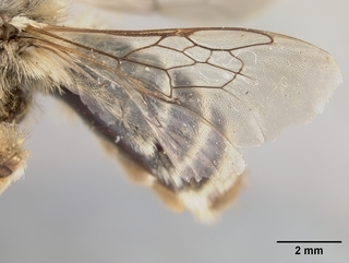 Melissodes menuachus, female, wing