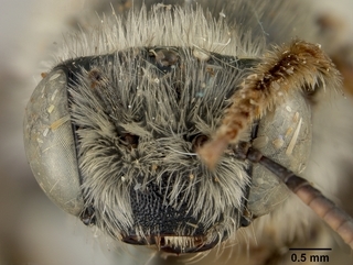 Melissodes opuntiella, female, face