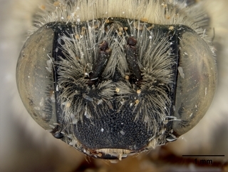 Melissodes thelypodii, female, face