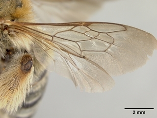 Melissodes thelypodii, female, wing