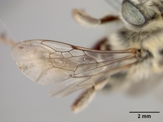 Melissodes tristis, female, wing