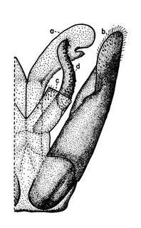 Prionyx subatratus, male, genitalia