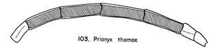 Prionyx thomae, antennae, male