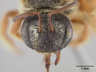 Dieunomia nevadensis, female, face