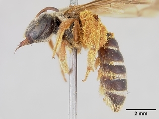 Dieunomia nevadensis, female, side
