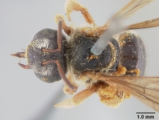 Dieunomia nevadensis, female, top