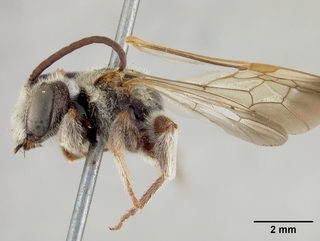 Dieunomia nevadensis, male, side
