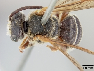 Dieunomia nevadensis, male, top