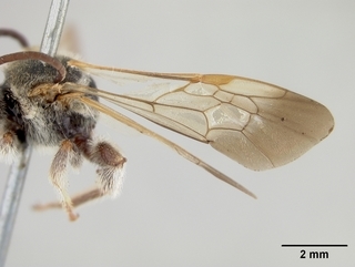 Dieunomia nevadensis, male, wing