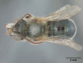 Osmia dakotensis, male, top