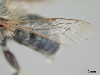 Osmia dakotensis, male, wing