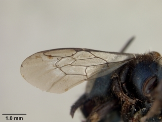 Osmia melanopleura, female, wing