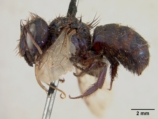 Osmia ribifloris, female, side