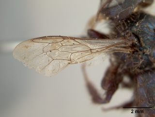 Osmia ribifloris, female, wing