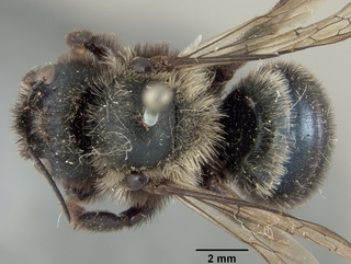 Osmia californica, female, top