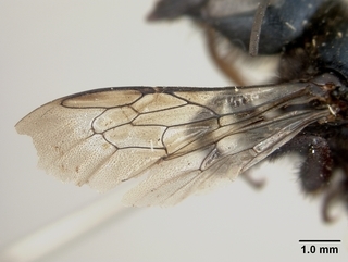 Osmia californica, female, wing