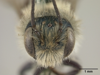 Osmia coloradensis, male, face