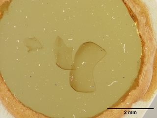 Osmia coloradensis, male, genitalia