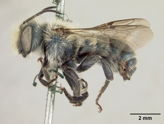 Osmia coloradensis, male, side