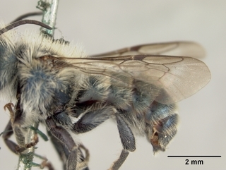 Osmia coloradensis, male, wing