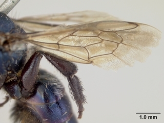Osmia densa, female, wing