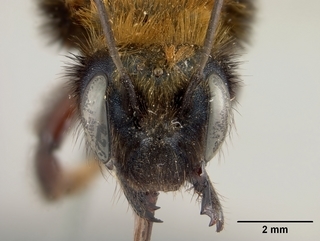Osmia longula, female, face