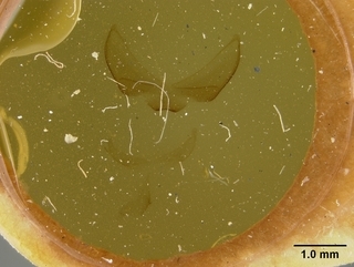 Osmia marginipennis, male, genetalia2