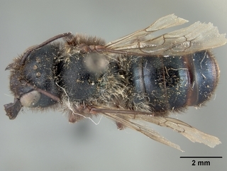Osmia subaustralis, female, top