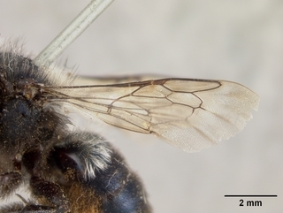 Osmia subaustralis, female, wing