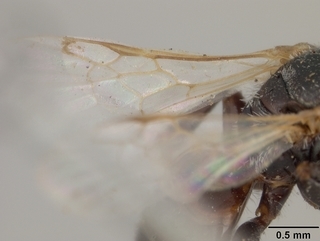 Macrotera arcuata, male, wing