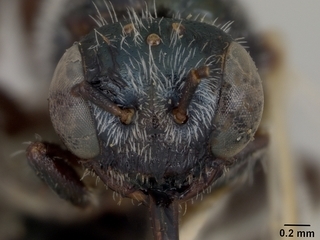 Macrotera haplura, female, face