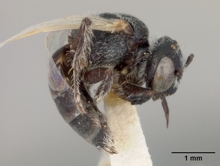 Macrotera haplura, female, side