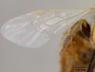 Perdita coreopsidis, female, wing