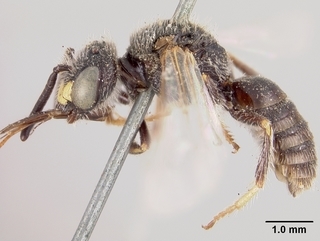 Pseudopanurgus innuptus, male, side