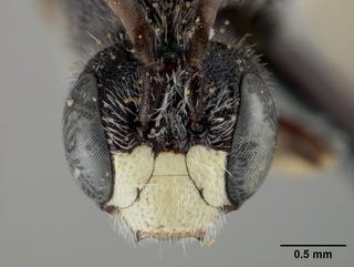 Pseudopanurgus leucopterus, male, face, jpg