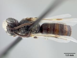 Pseudopanurgus leucopterus, male, top