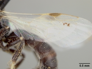 Pseudopanurgus leucopterus, male, wing