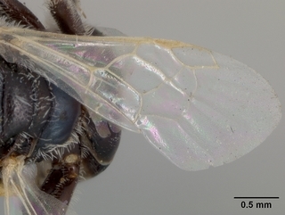 Macrotera haplura, female, wing