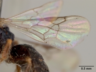 Perdita halictoides, male, wing