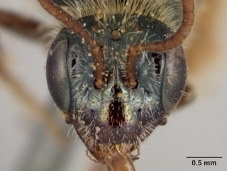 Perdita heliophila, female, face