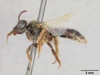 Perdita heliophila, female, side