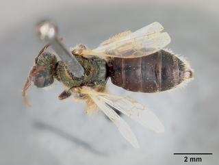 Perdita heliophila, female, top